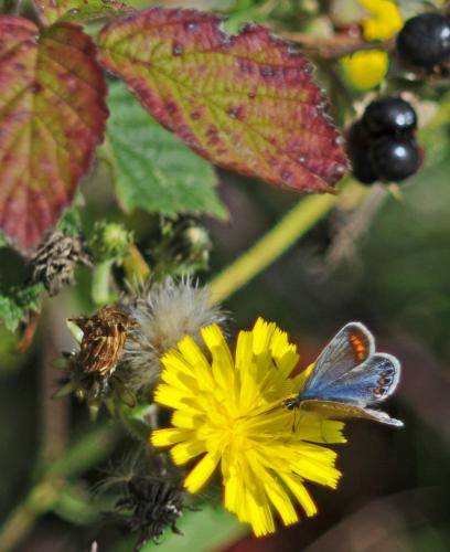 Polyommatus icarus